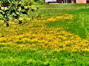 yellowfield